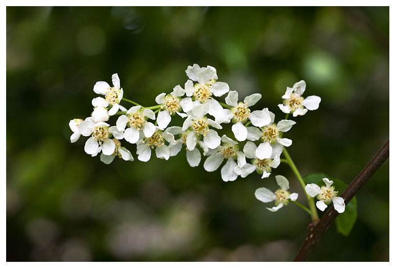 Prunus padus 