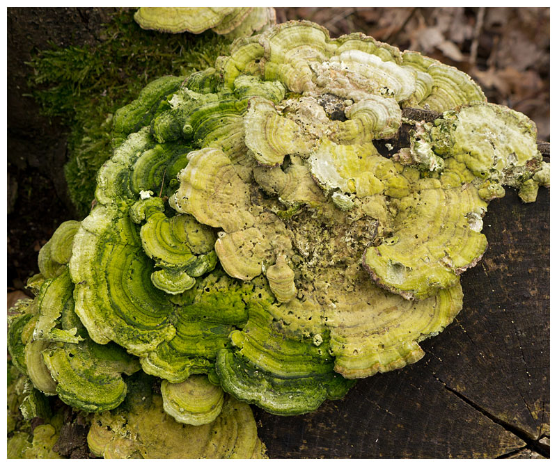 Trametes gibbosa