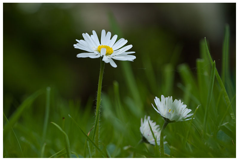 Bellis perennis 