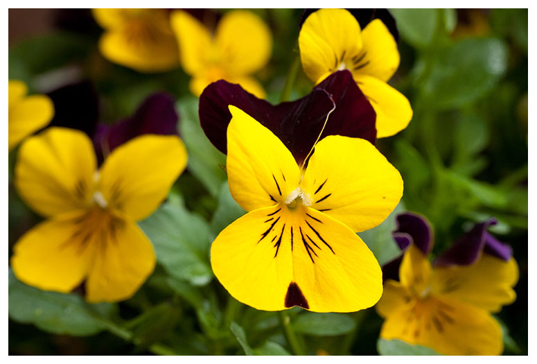 Viola