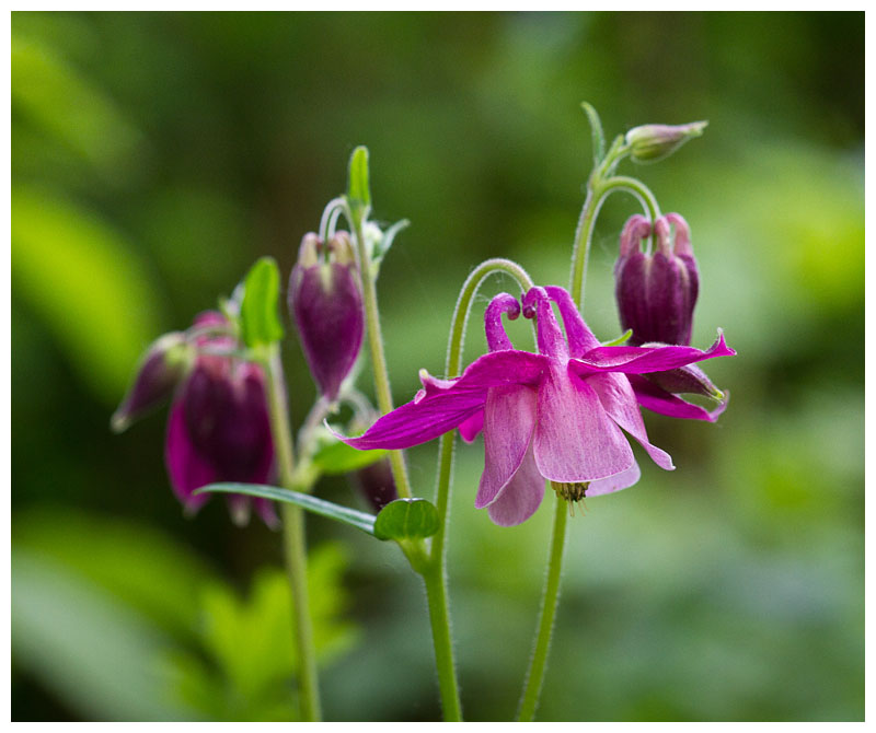 Columbine 