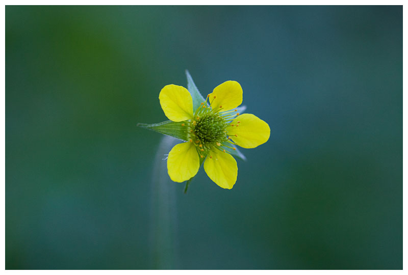 Geum urbanum