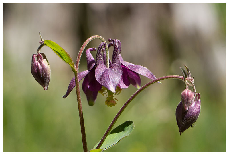 Aquilegia atrata