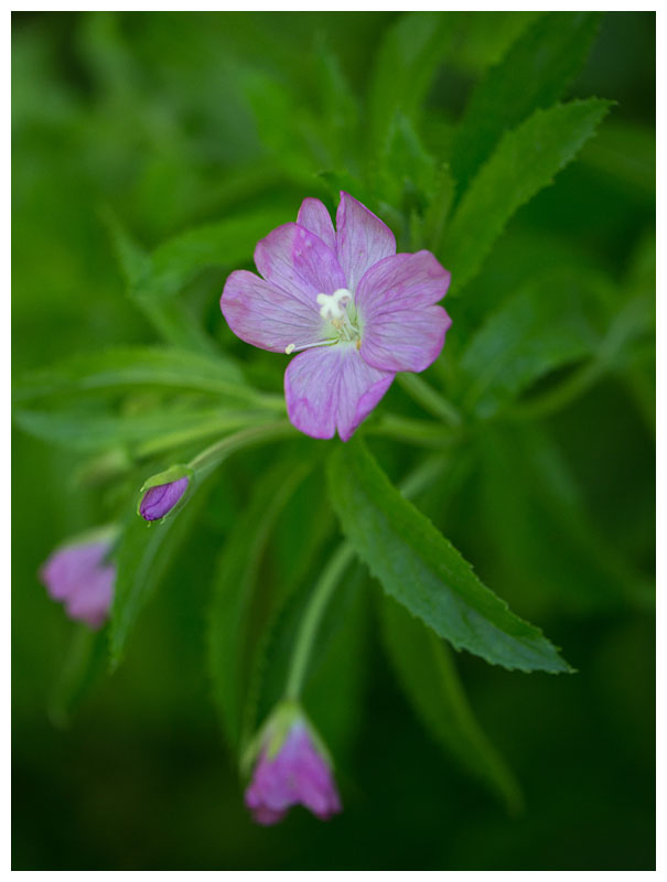 Epilobium hirsutum