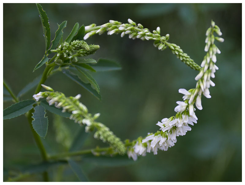 Melilotus alba  