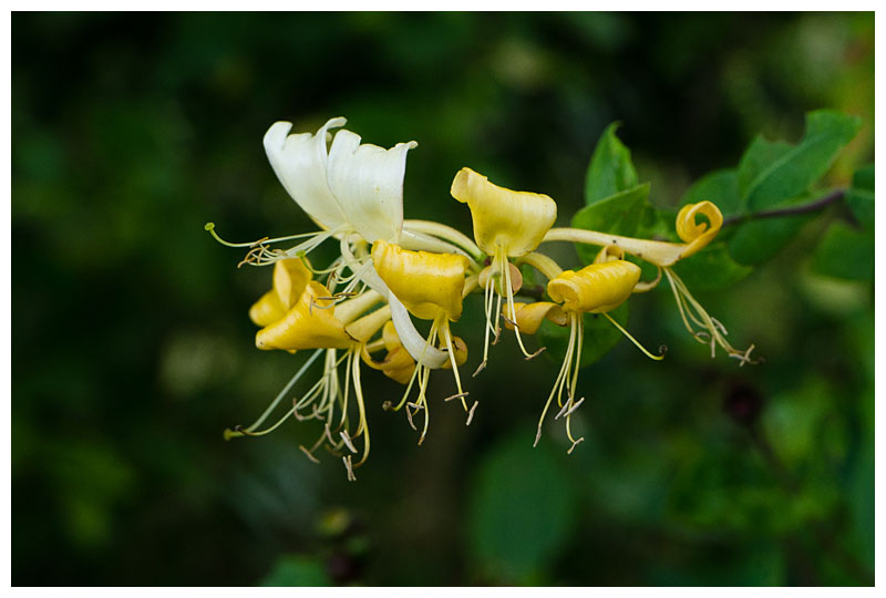 Lonicera periclymenum