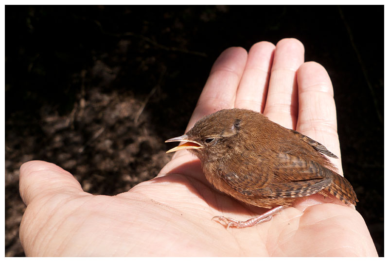 fallen from the nest