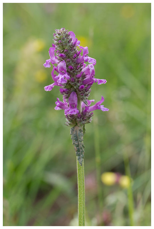 Stachys officinalis