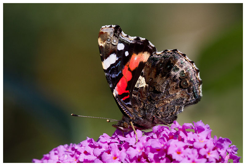Vanessa atalanta 