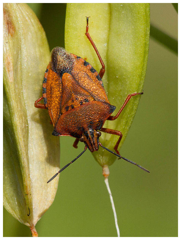 Carpocoris purpureipennis