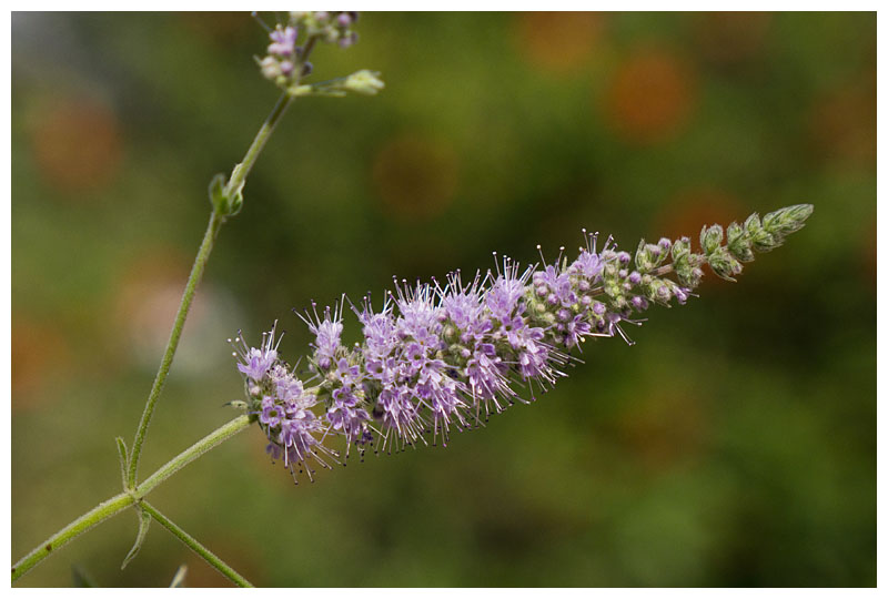 Mentha suaveolens