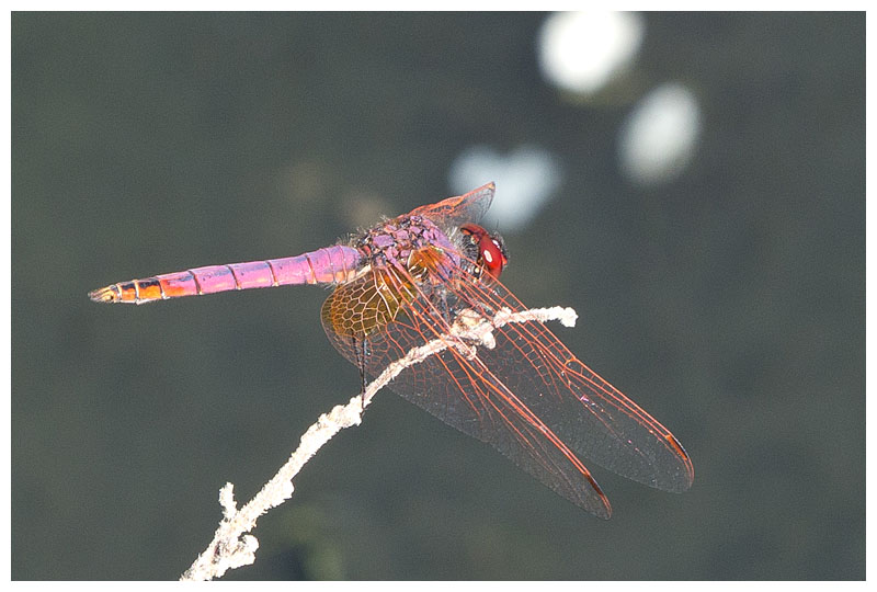 Sympetrum vulgatum