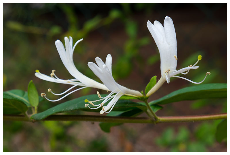 Lonicera japonica