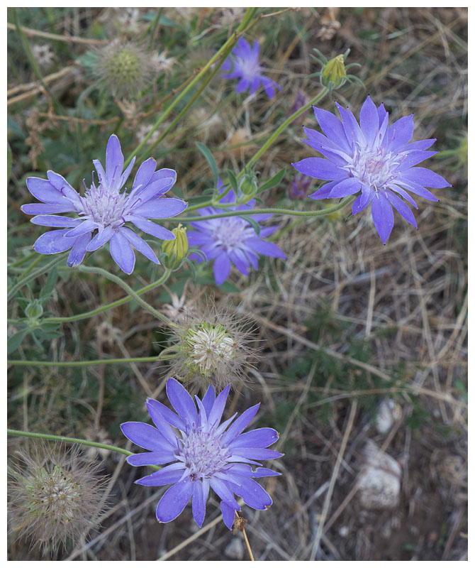 Scabiosa sp.