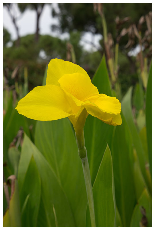 Iris pseudacorus