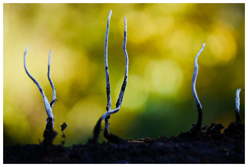 Xylaria hypoxylon