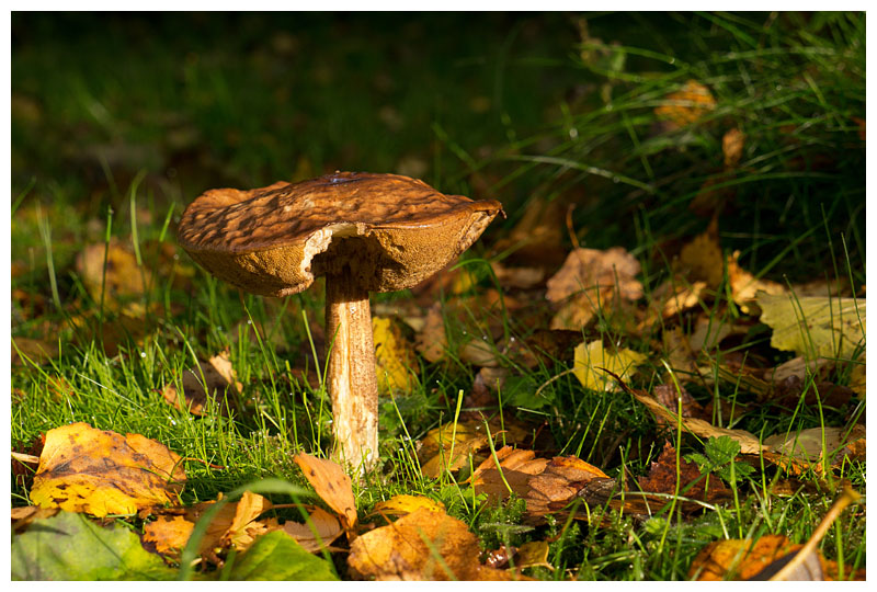 Leccinum scabrum  