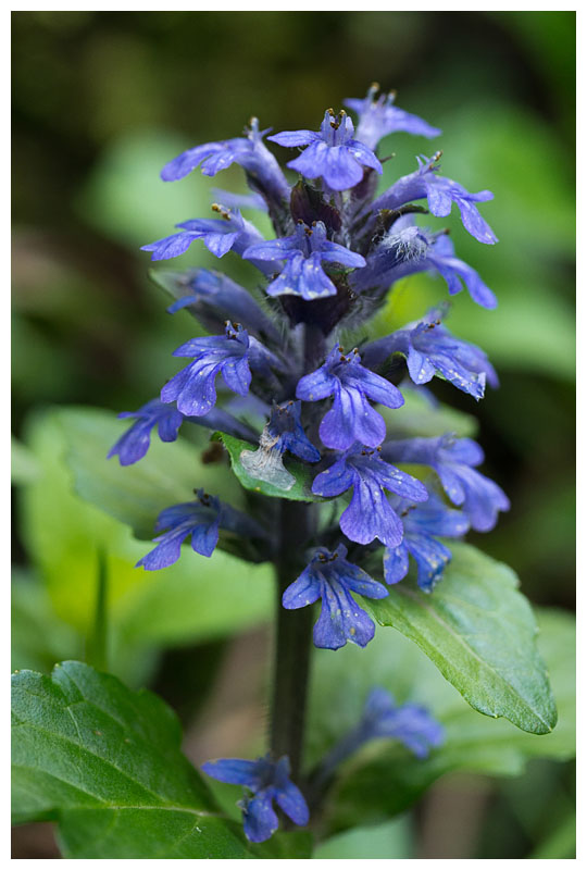 Ajuga pyramidalis