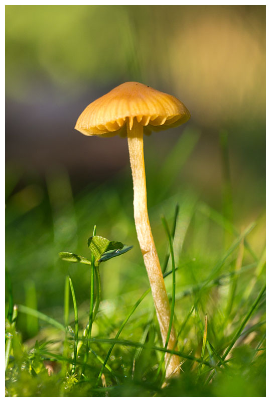 Galerina laevis 