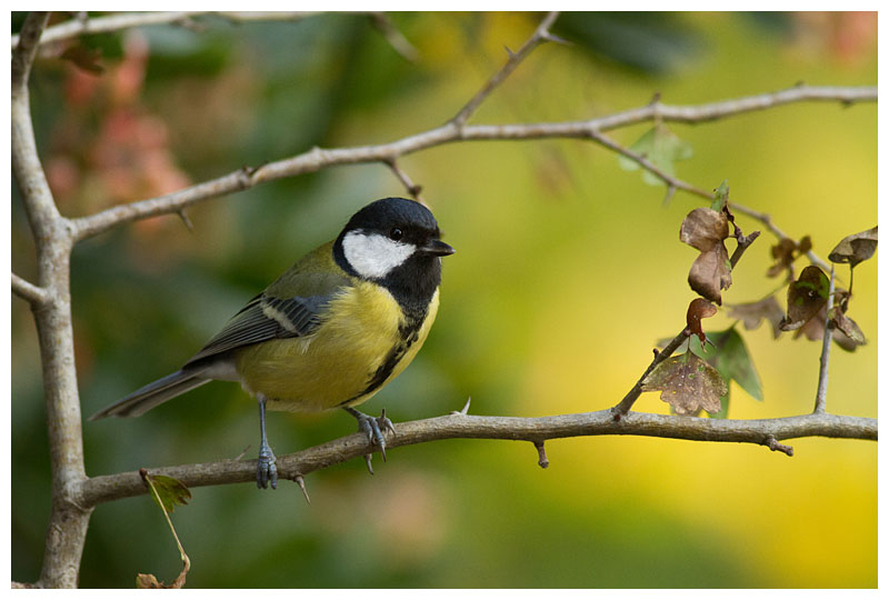 Great Tit 