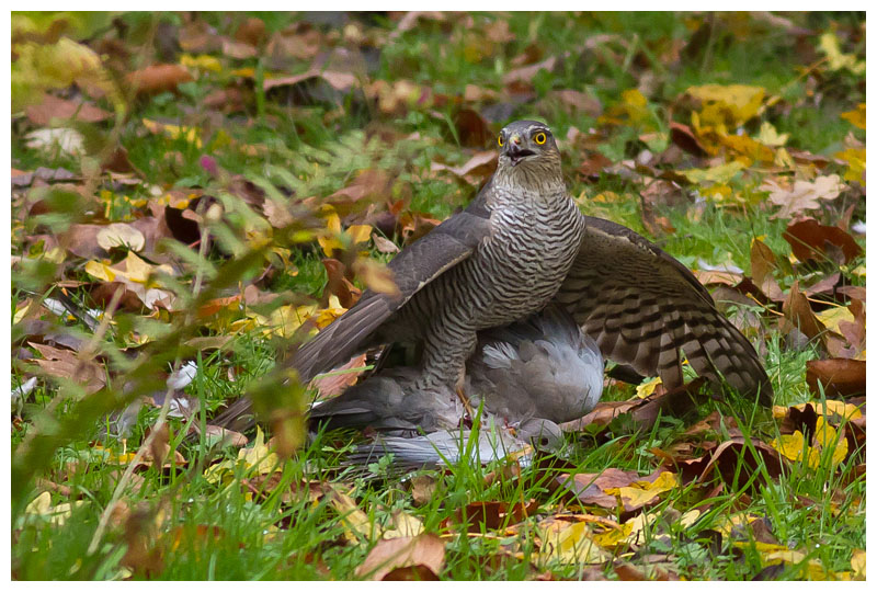 Sparrowhawk (female)