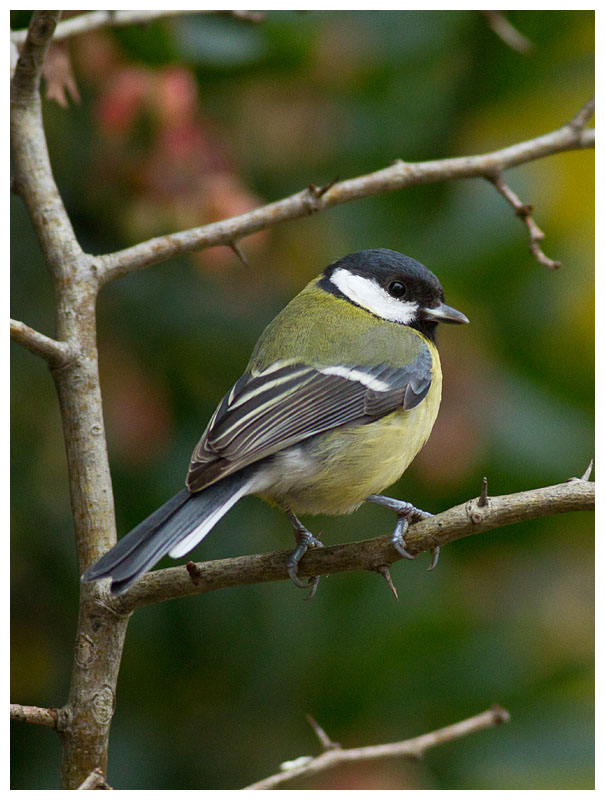 Great Tit 