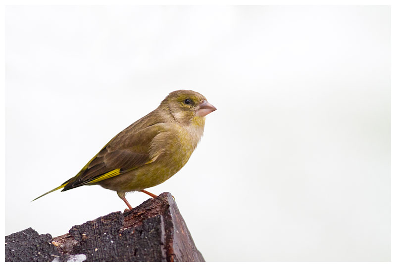 Greenfinch 