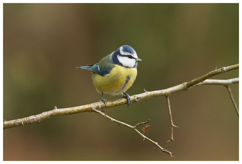 Blue Tit 
