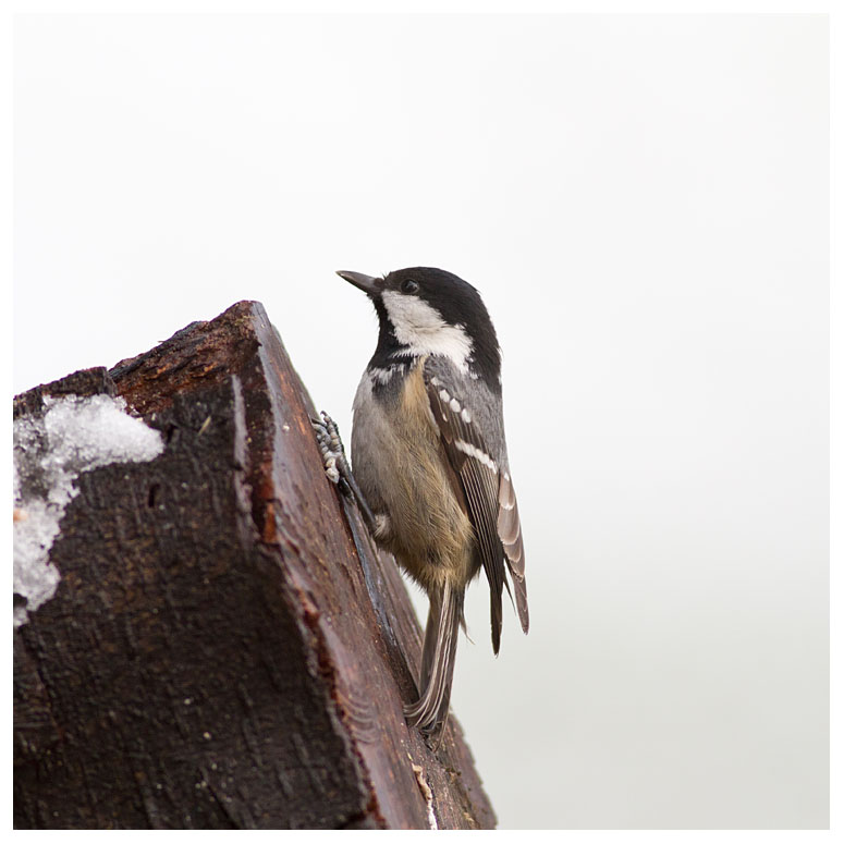 Coal Tit 