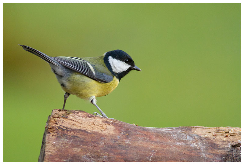 Great Tit 