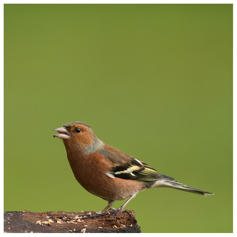 Chaffinch (male) 