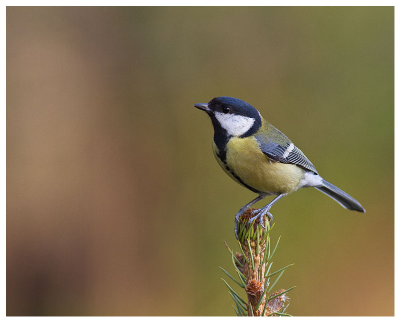 Great Tit 
