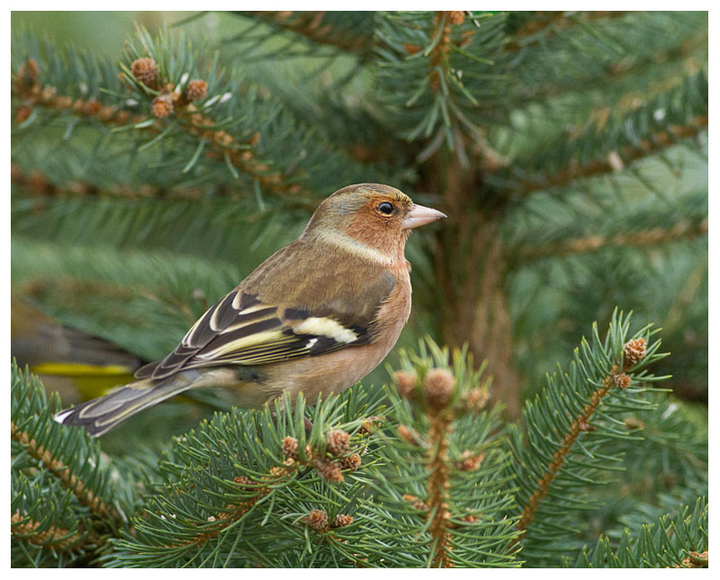 Chaffinch