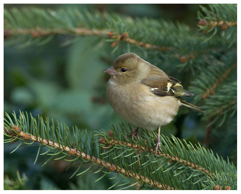 Chaffinch (female)
