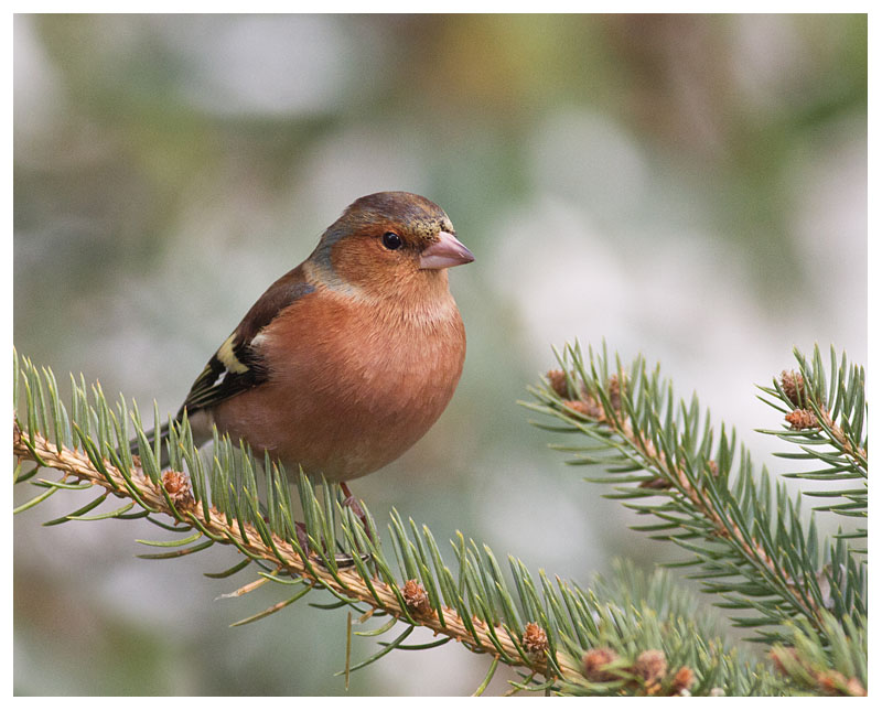 Chaffinch 