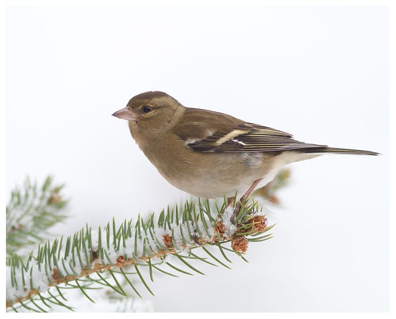 Chaffinch (female)