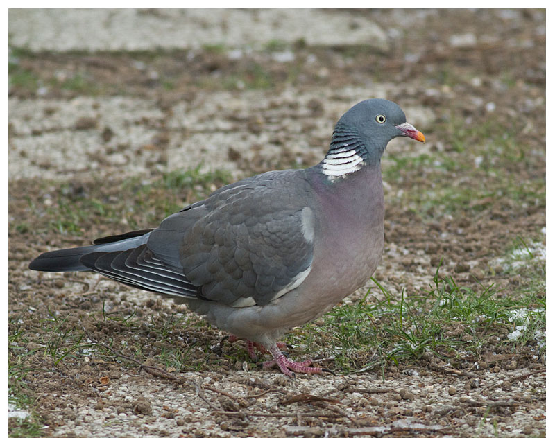 Wood Pigeon 