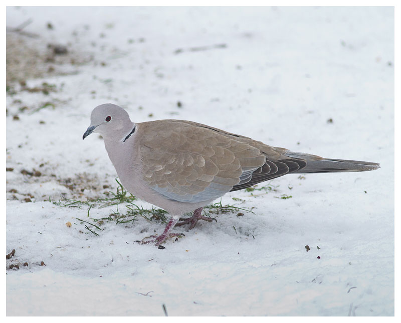 Collared Dove 