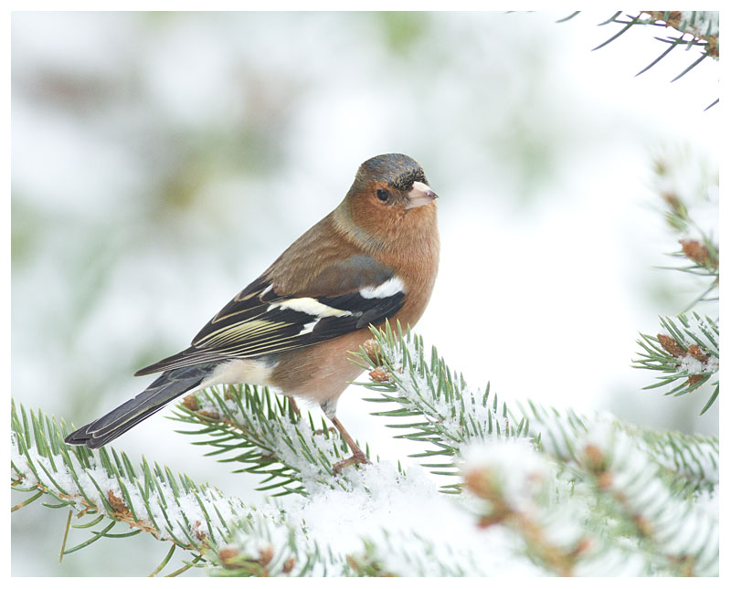Chaffinch 