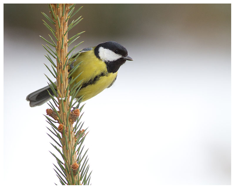 Great Tit 