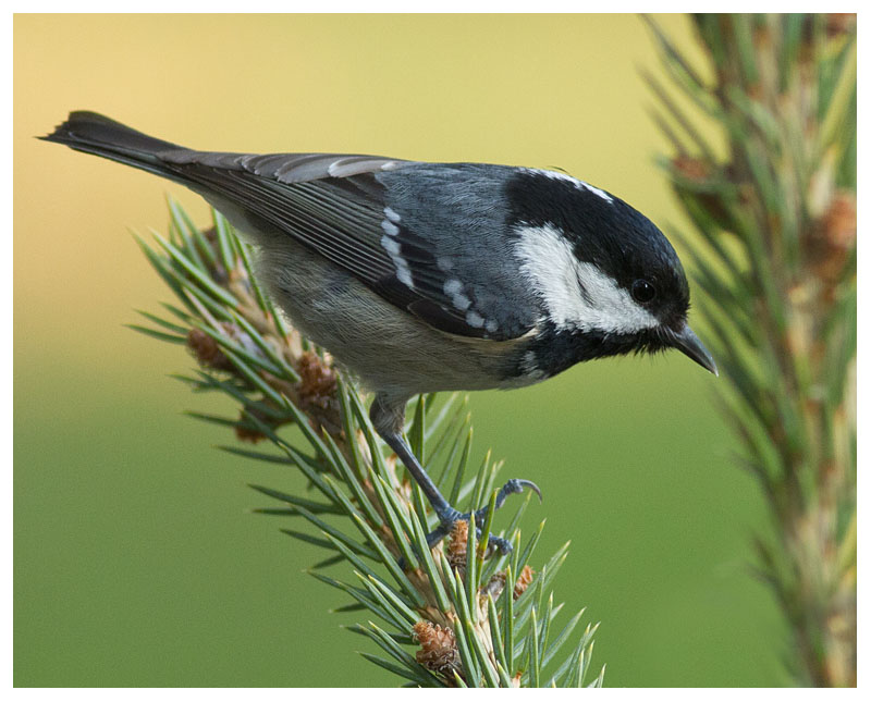 Coal Tit 
