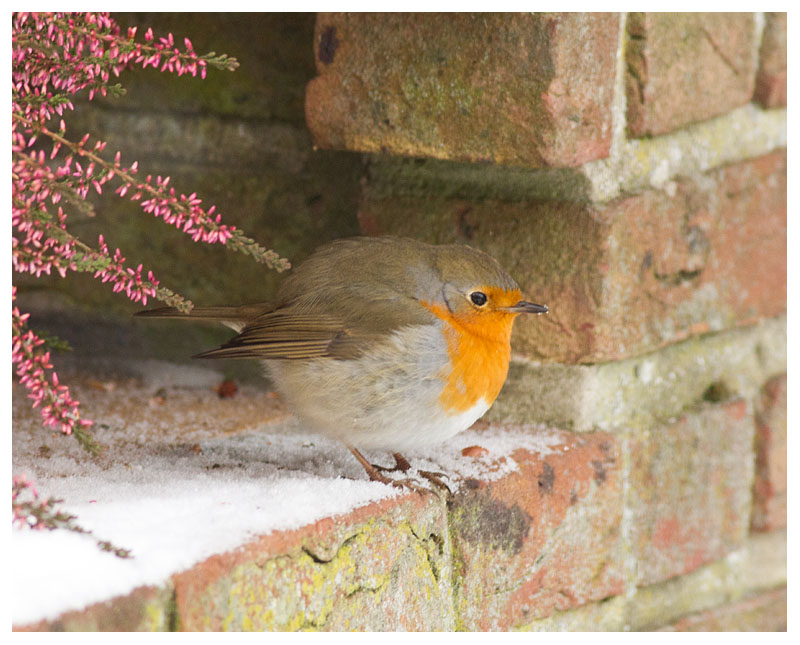 Robin 