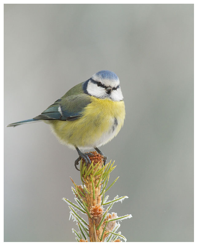 Blue Tit 