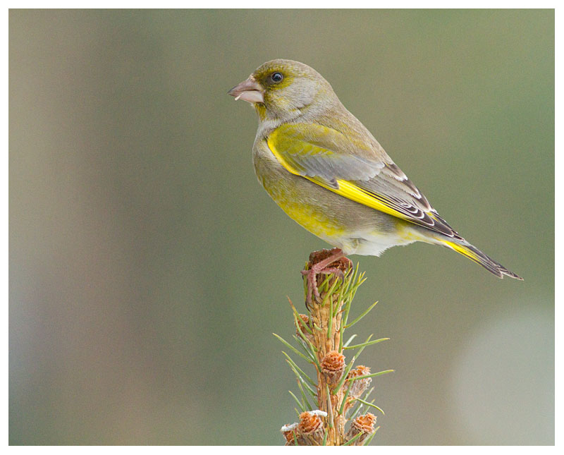 Greenfinch 