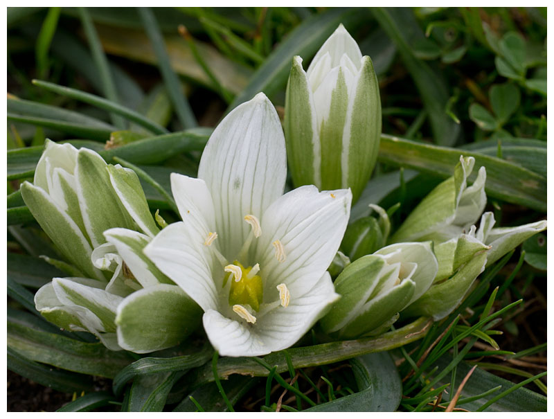 Ornithogalum montanum
