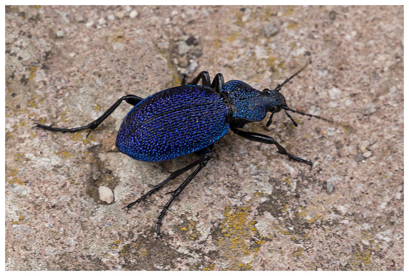 Procerus gigas