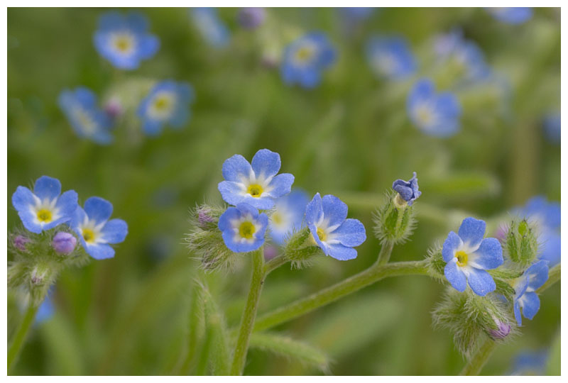 Myosotis ramosissima 