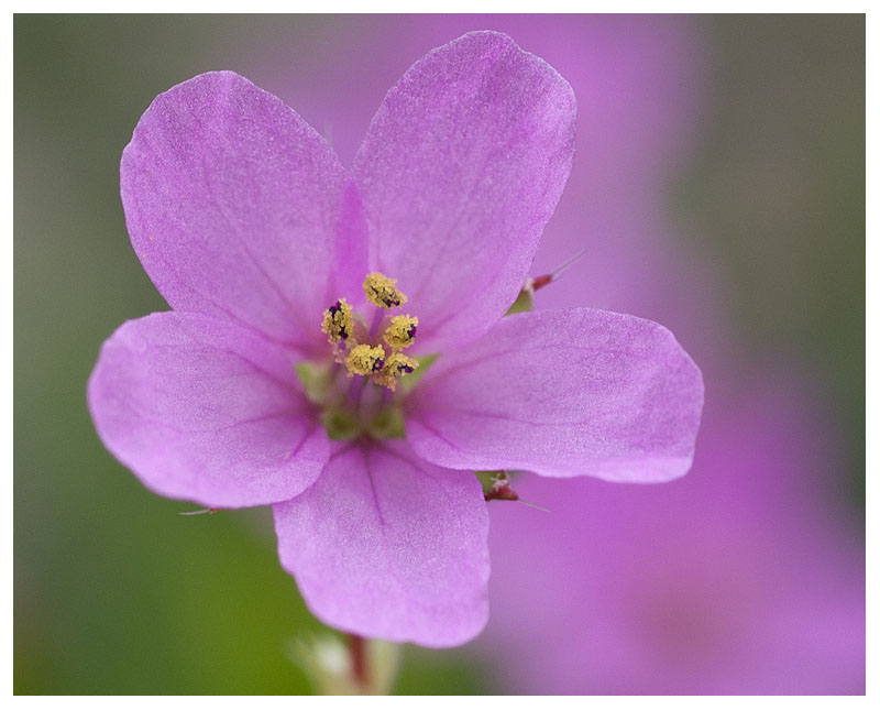 Spergularia sp.  