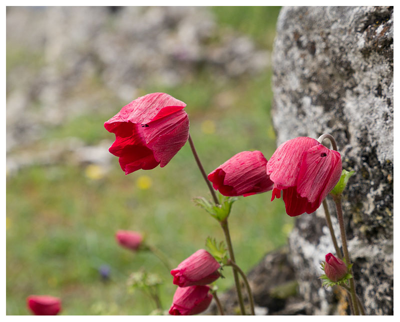 Anemone coronaria 