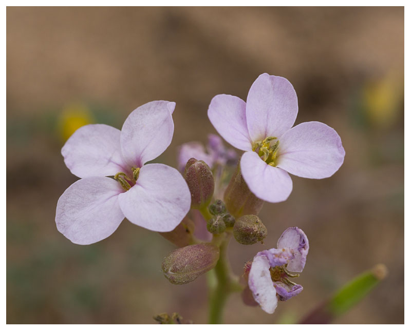 Cakile maritima 
